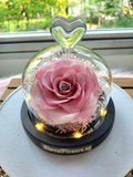 Petite Pink Color Rose LED Preserved Flowers Dome. 100% High Quality Real Flowers.